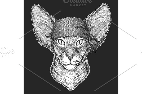 Oriental shorthair cat head. Bandana