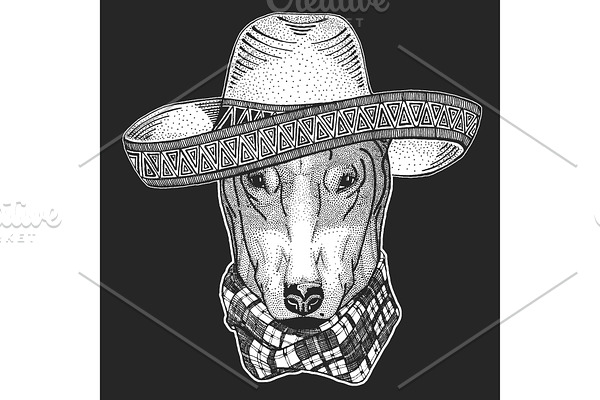 Bullterrier, dog. Sombrero is