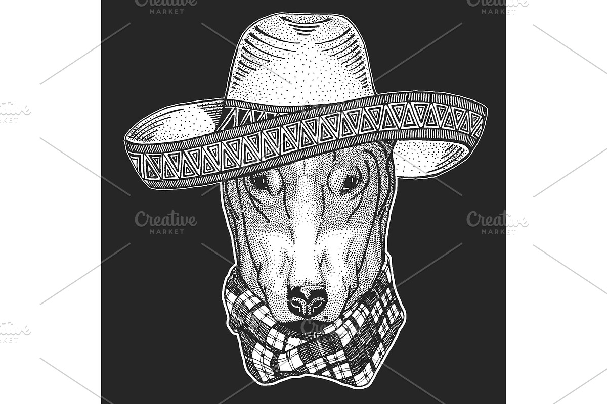 Bullterrier, dog. Sombrero is in Illustrations - product preview 8