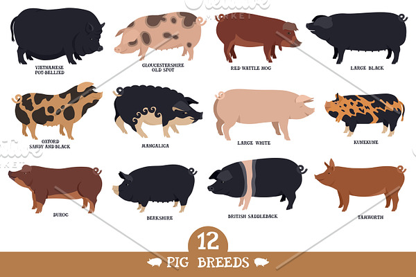 Pig breeds