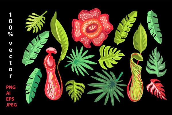 Tropical flowers, carnivorous plants