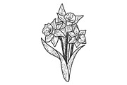 Narcissus flower sketch vector