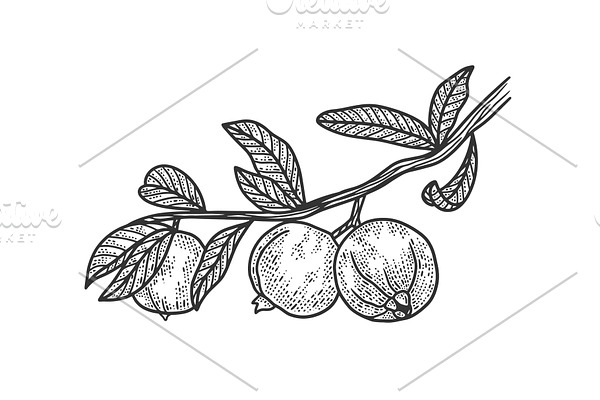 Psidium Guava sketch vector
