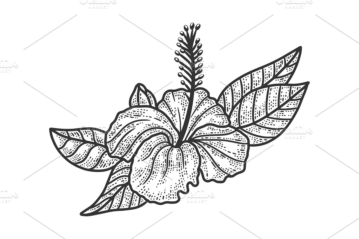 Hibiscus flower sketch vector in Illustrations - product preview 8