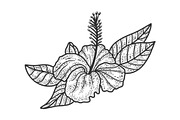 Hibiscus flower sketch vector