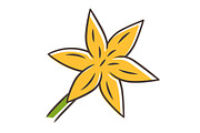 Common star lily yellow color icon
