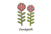 Candytuft red color icon