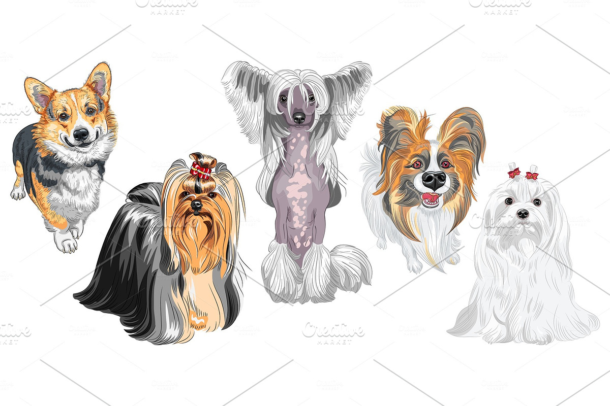 fluffy dogs different breeds in Illustrations - product preview 8