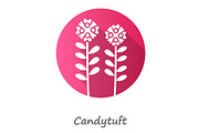 Candytuft pink flat design icon