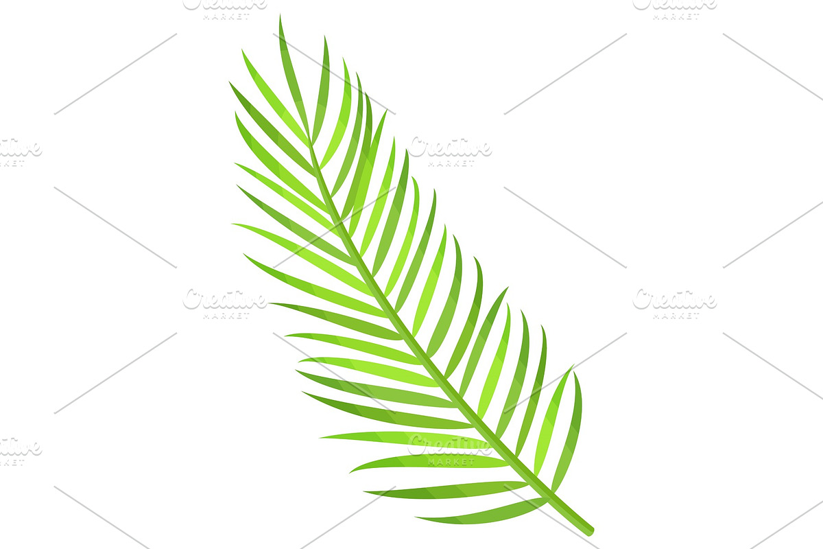 Palm Tree Foliage, Exotic Decoration in Illustrations - product preview 8