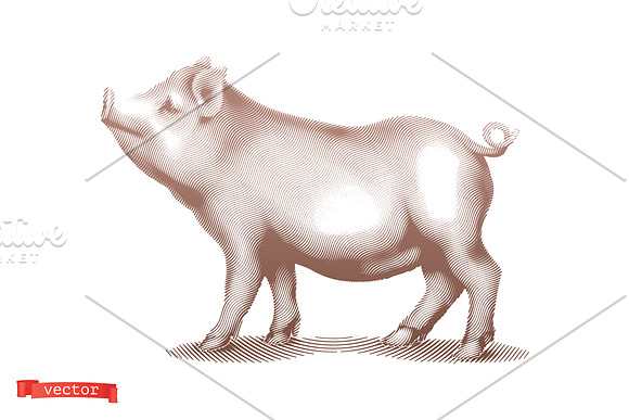 Wrapping. Beef, pork, chicken legs. in Illustrations - product preview 6