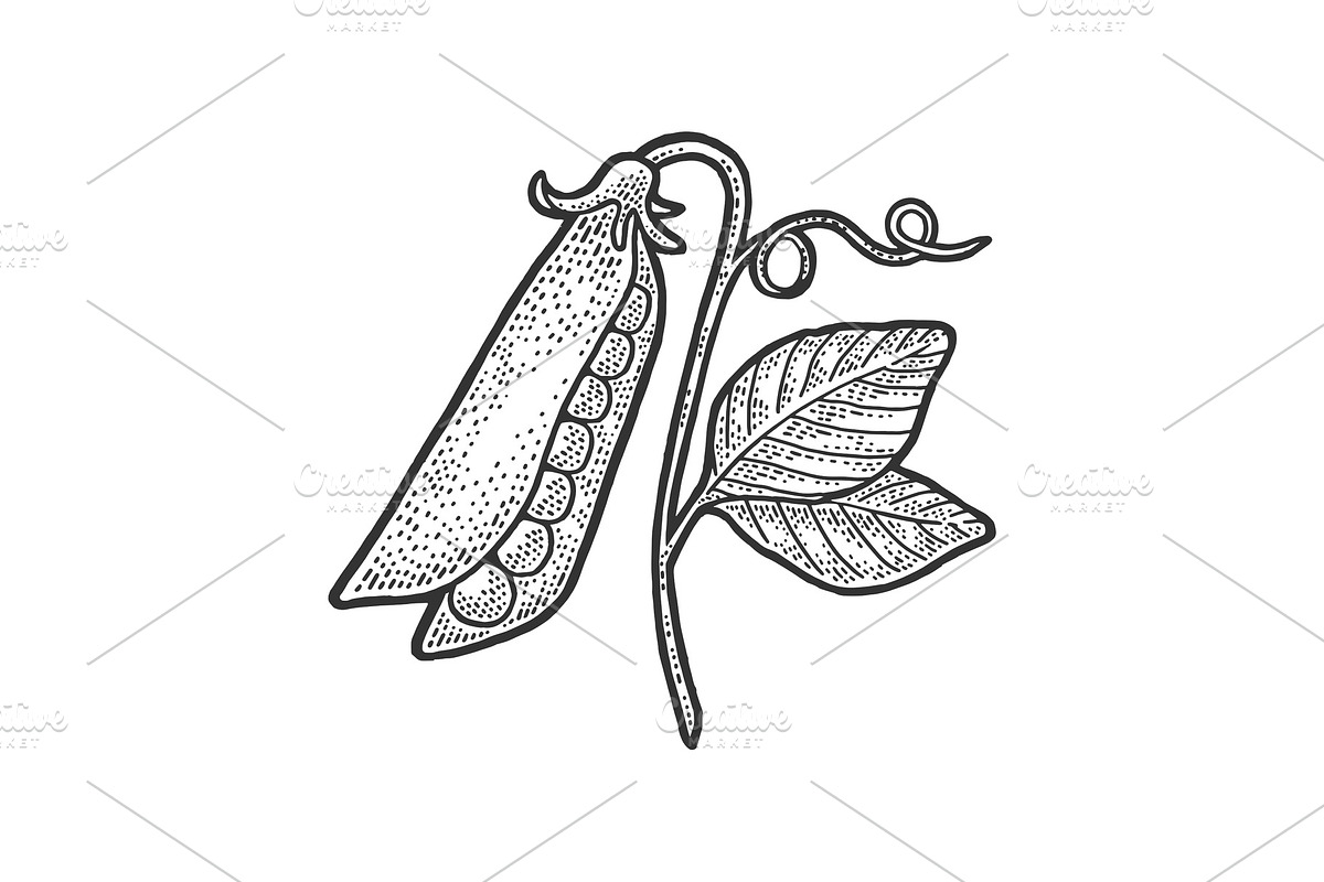 pea pod sketch vector illustration in Illustrations - product preview 8