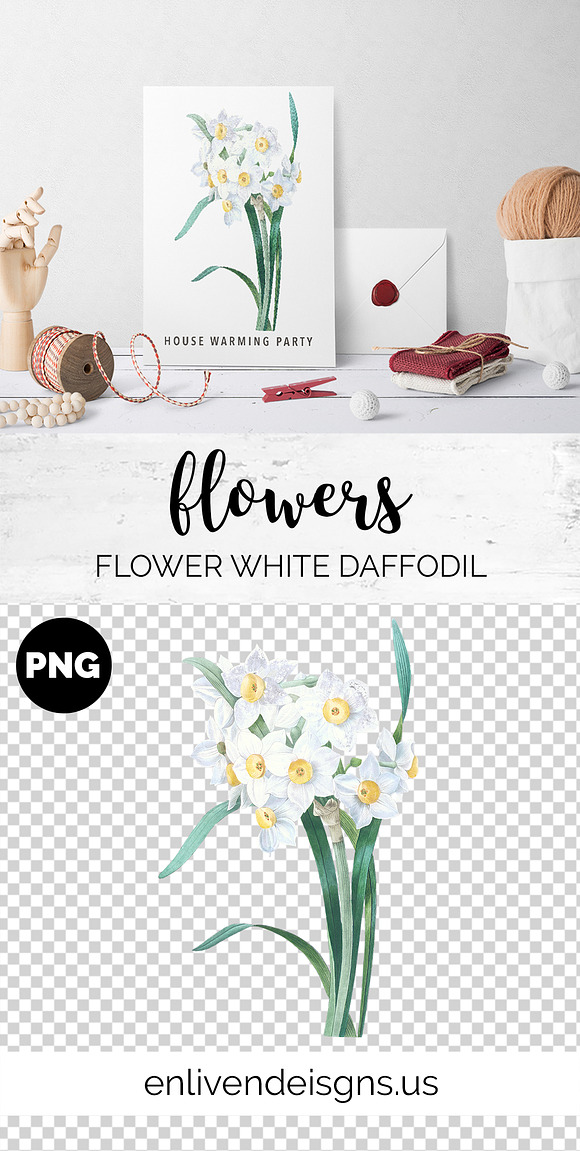 Daffodils White Daffodil in Illustrations - product preview 1
