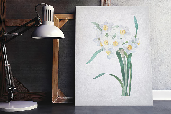 Daffodils White Daffodil in Illustrations - product preview 3