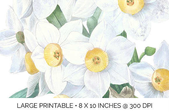 Daffodils White Daffodil in Illustrations - product preview 4