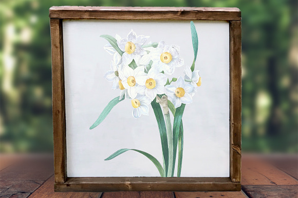 Daffodils White Daffodil in Illustrations - product preview 5