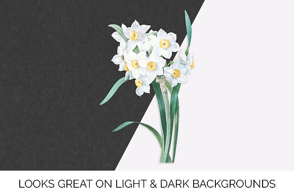 Daffodils White Daffodil in Illustrations - product preview 6