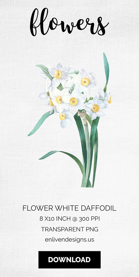 Daffodils White Daffodil in Illustrations - product preview 7