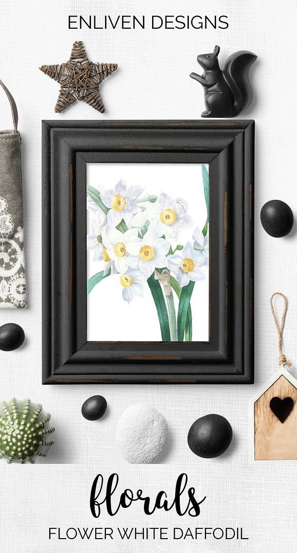 Daffodils White Daffodil in Illustrations - product preview 8