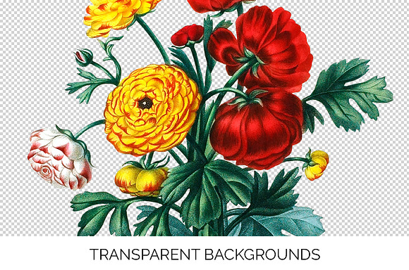 Ranunculus Flower Ranunculus in Illustrations - product preview 3
