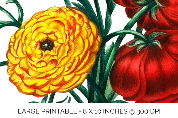 Ranunculus Flower Ranunculus in Illustrations - product preview 5