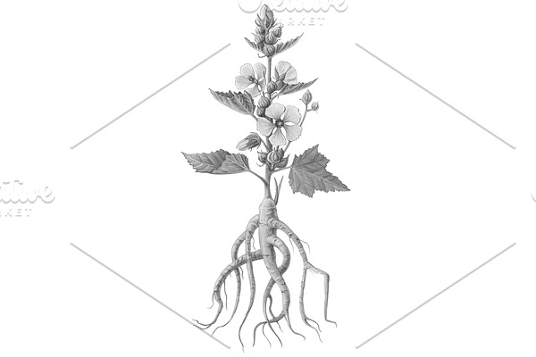 Marshmallow Plant Illustration