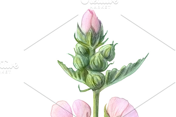 Marshmallow Plant Illustration in Illustrations - product preview 1