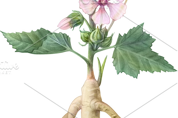 Marshmallow Plant Illustration in Illustrations - product preview 3