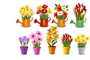 Mega collection of colorful flowers