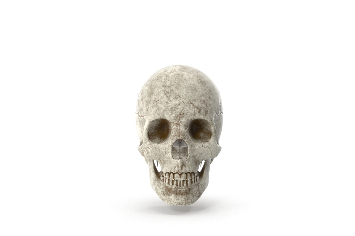 Human Skull Anatomy in People - product preview 8