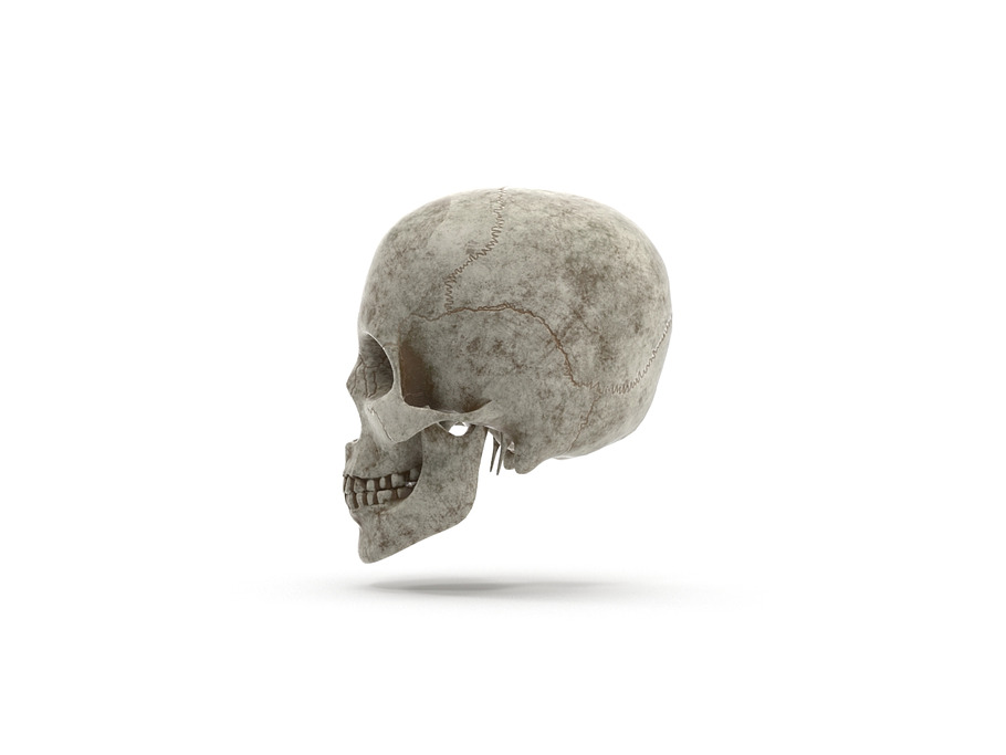 Human Skull Anatomy in People - product preview 1