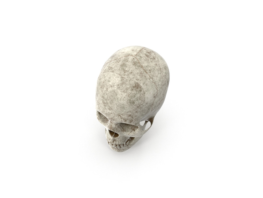 Human Skull Anatomy in People - product preview 3