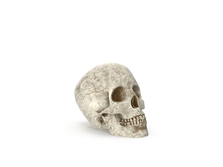 Human Skull Anatomy in People - product preview 4