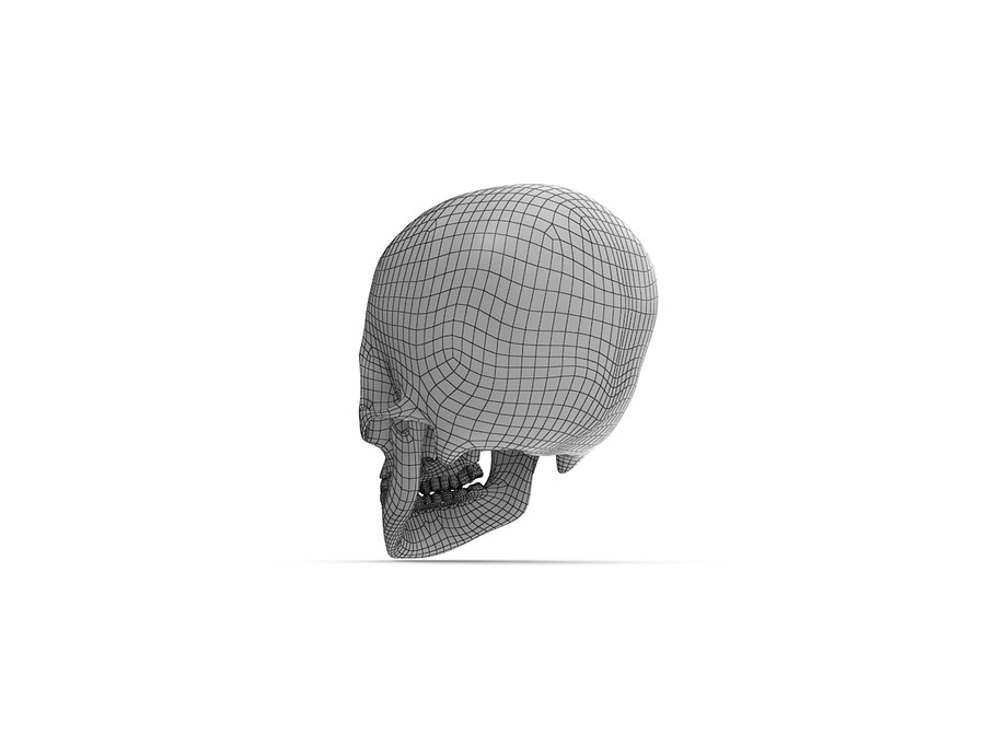 Human Skull Anatomy in People - product preview 6