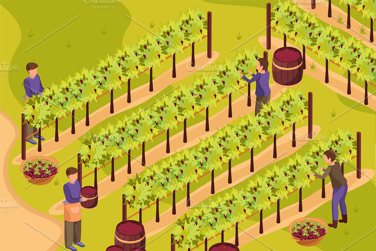 Wine production background in Illustrations - product preview 8