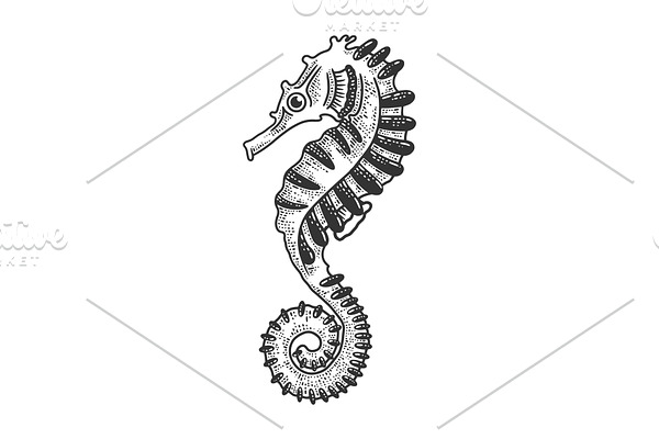 Seahorse sea animal sketch vector