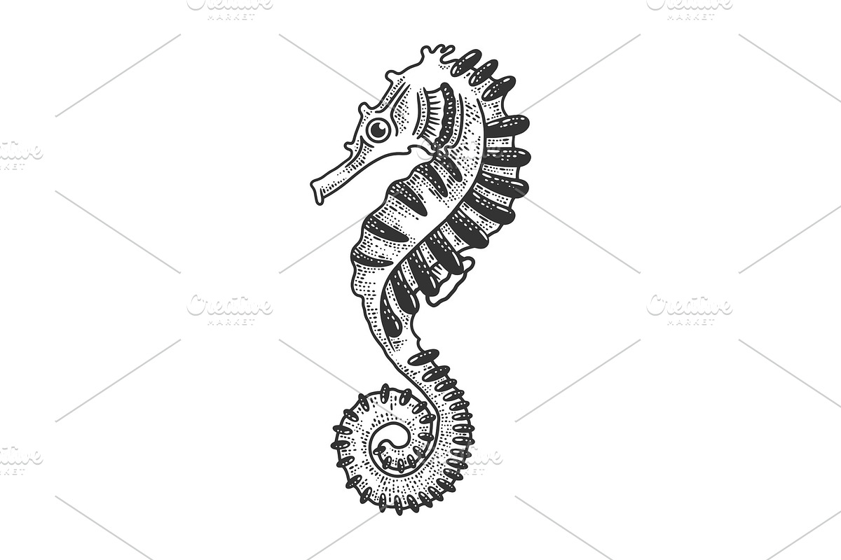 Seahorse sea animal sketch vector in Illustrations - product preview 8