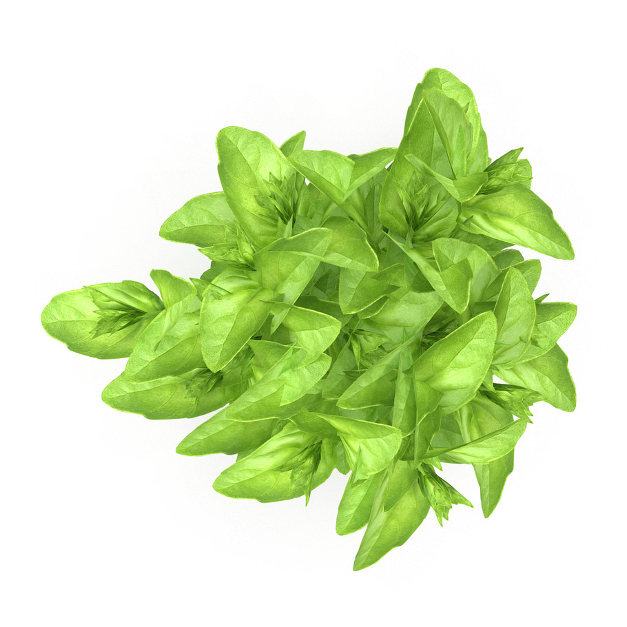 Cinnamon basil Bunch in Food - product preview 1