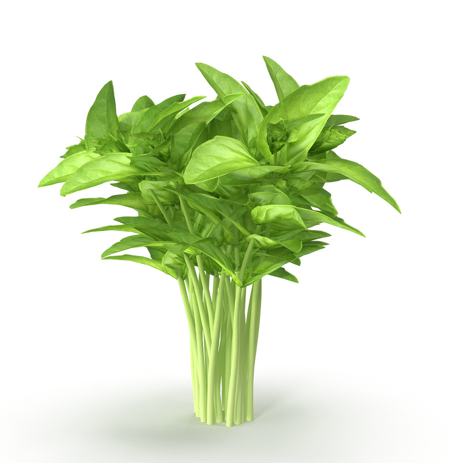 Cinnamon basil Bunch in Food - product preview 3