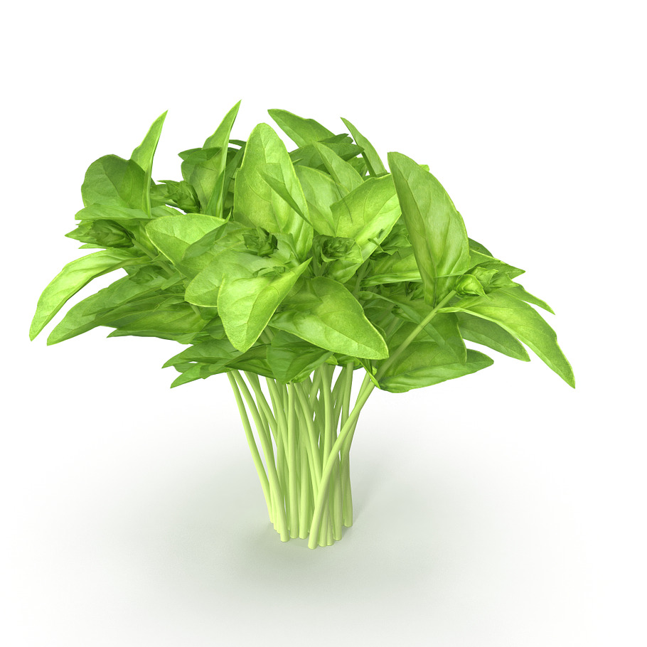 Cinnamon basil Bunch in Food - product preview 6