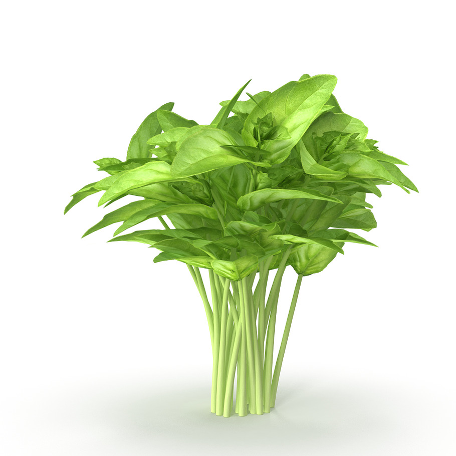 Cinnamon basil Bunch in Food - product preview 7