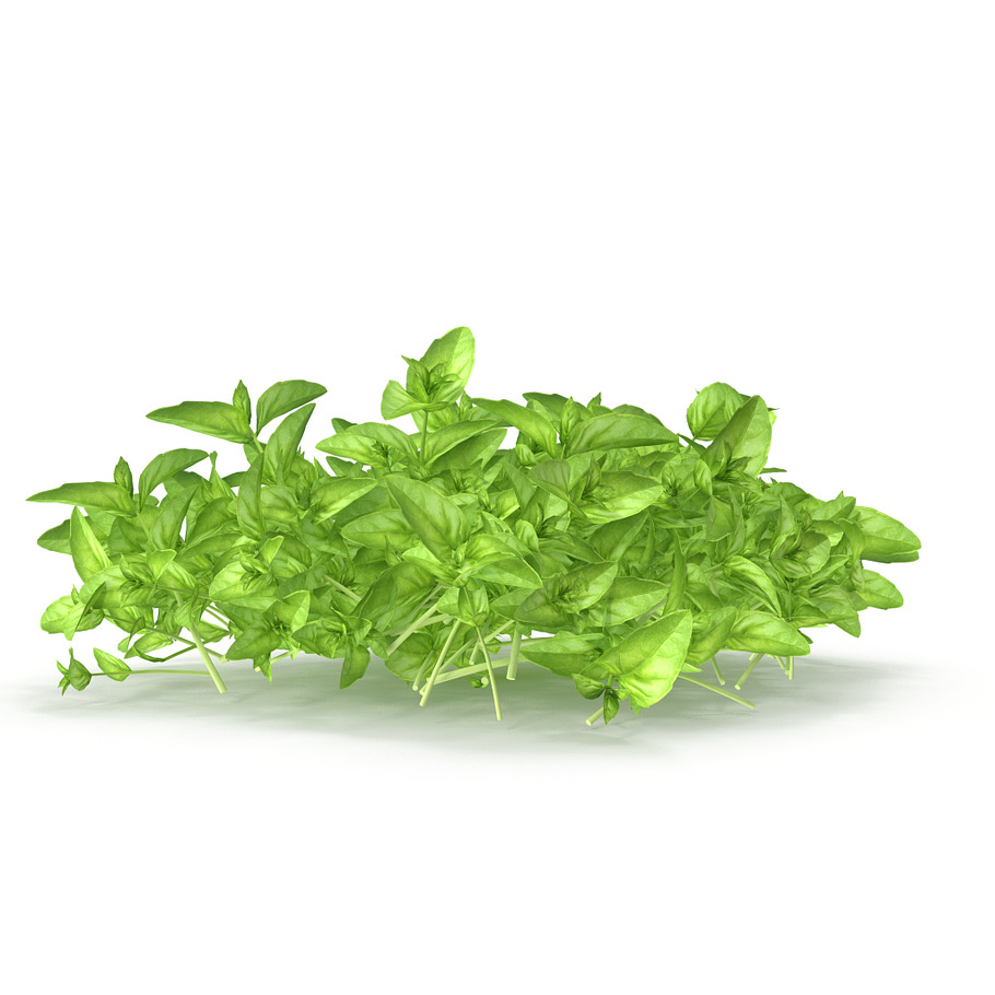 Cinnamon basil PS in Food - product preview 5