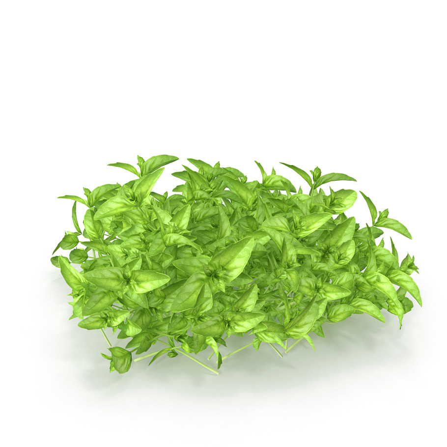 Cinnamon basil PS in Food - product preview 8