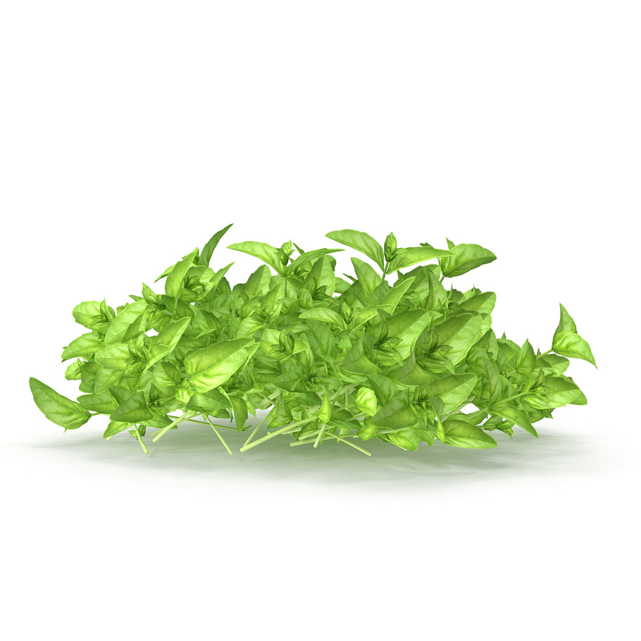 Cinnamon basil PS in Food - product preview 9