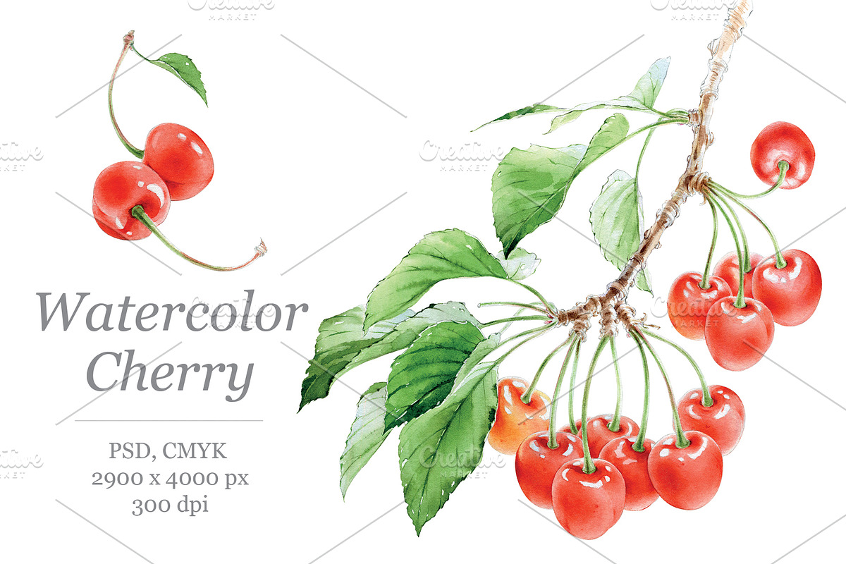 Watercolour Cherry branch in Illustrations - product preview 8