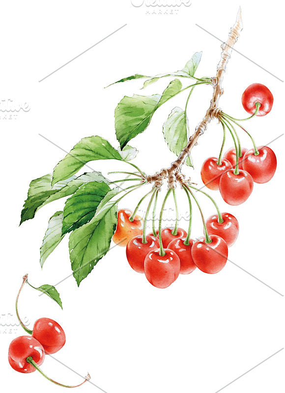 Watercolour Cherry branch in Illustrations - product preview 1