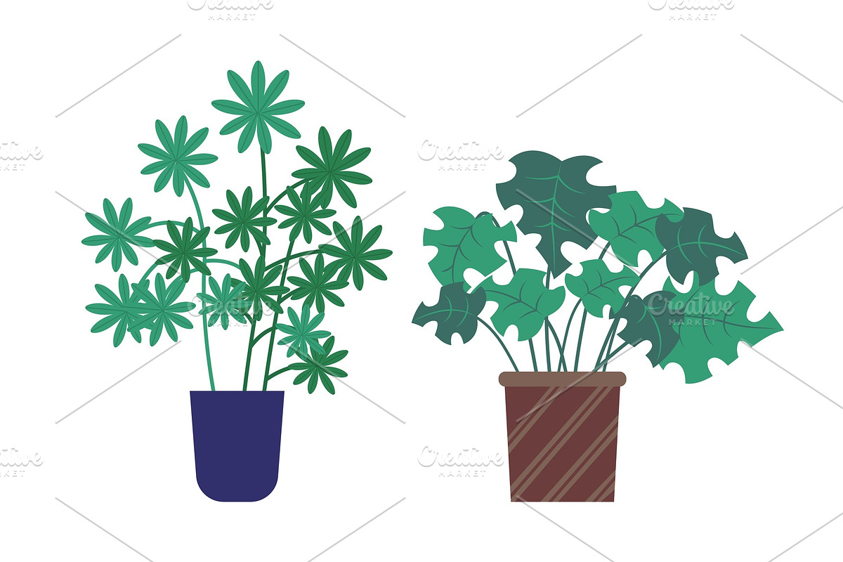 Schefflera Plant Growing in Pot in Illustrations - product preview 8
