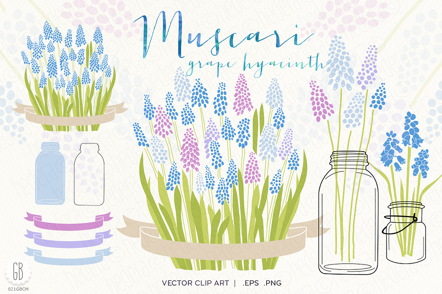 Muscari, grape hyacinth, flowers