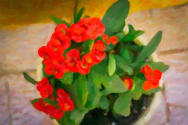 Euphorbia milii in flowerpot