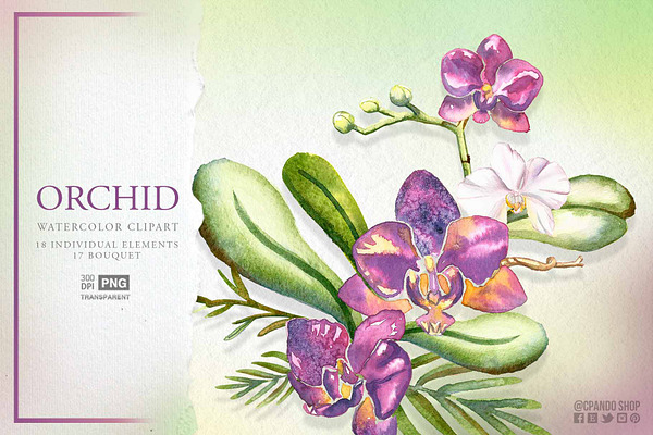 Orchid watercolor flower clipart